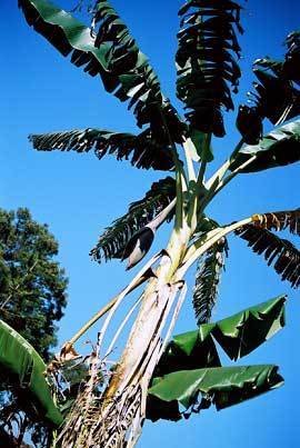 fruit-banana_tree2