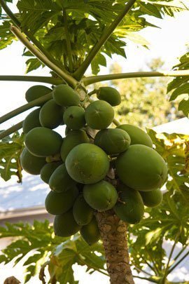 fruit-pawpaw_tree