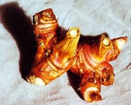 roots-galangal