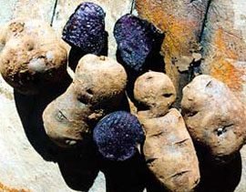 roots-potato_[urple_congo