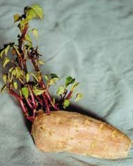 roots-sweet_potato_shooting